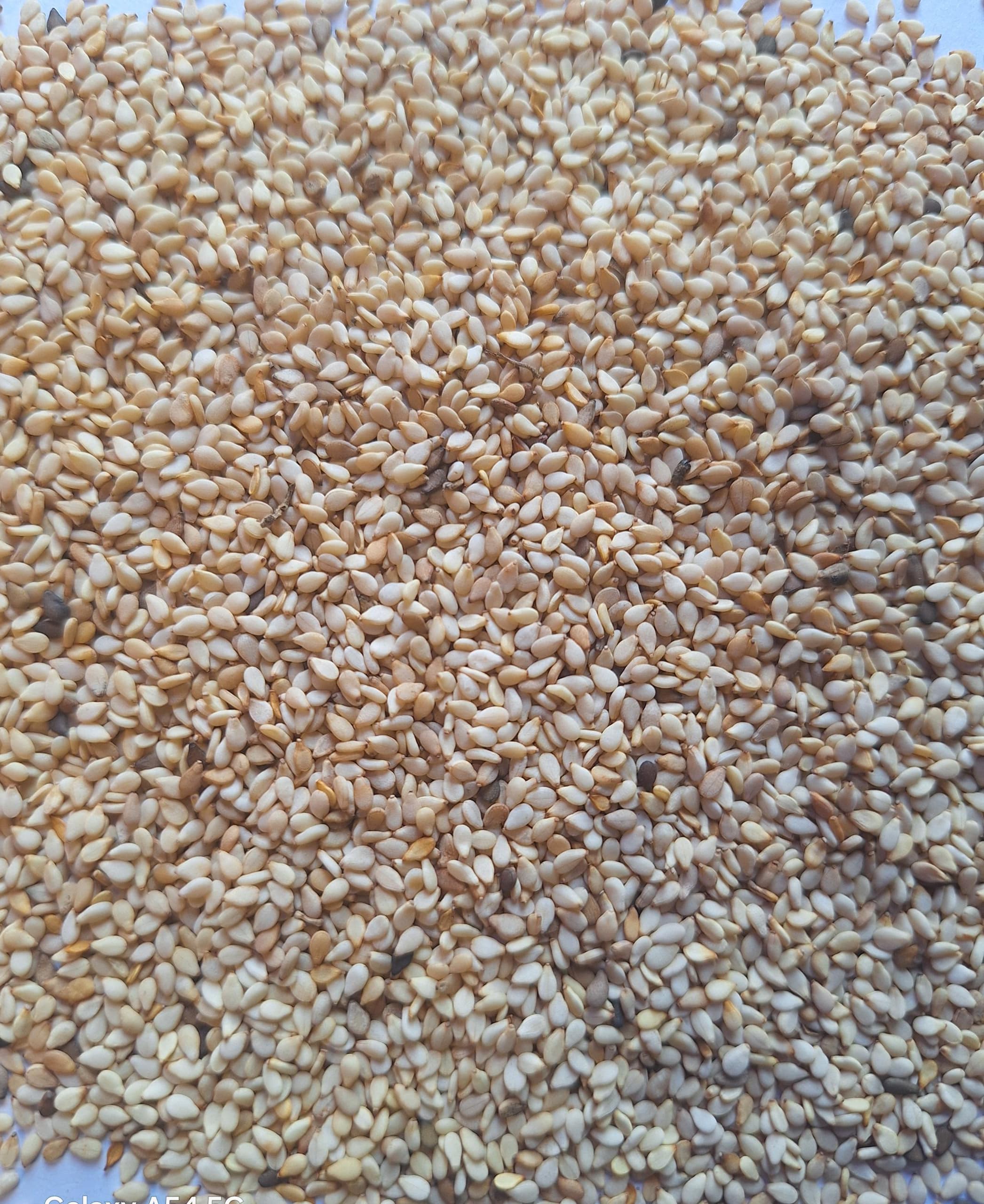 Sesame seeds